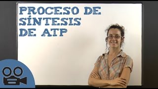 Proceso de síntesis de ATP [upl. by Annodahs830]