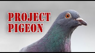 Skinners Project Pigeon [upl. by Reuben893]