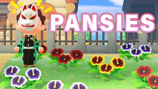 How to BREED Every PANSY Hybrid  Guide ► Animal Crossing New Horizons [upl. by Clorinde]