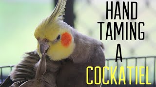 HOW TO  HAND TAME A COCKATIEL EASY STEPS [upl. by Kassity]