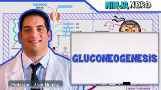 Metabolism  Gluconeogenesis [upl. by Eelnodnarb]