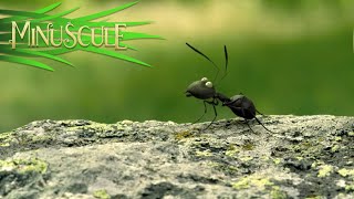 Red Ants vs Black Ants War  Final battle scene  Minuscule  2013 [upl. by Ynotna476]