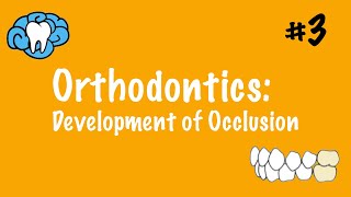 Orthodontics  Development of Occlusion  INBDE ADAT [upl. by Nirro]