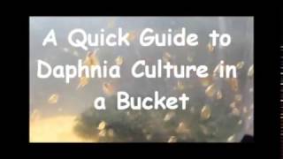 How to culture daphnia outside [upl. by Nilkcaj]