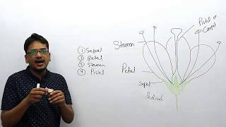 parts of flower and their function with trick [upl. by Cilka]