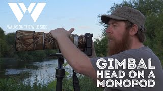 Gimbal Heads on Monopods for Wildlife Photography [upl. by Desberg856]