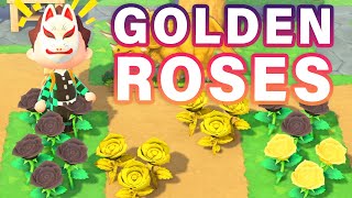 How to BREED Gold Roses  Guide ► Animal Crossing New Horizons [upl. by Lezned]