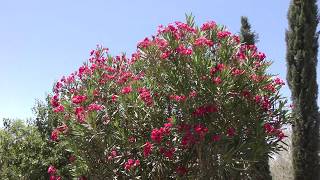 Oleander [upl. by Struve]