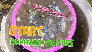 How to culture daphnia moina the easy way 1  Starting the Daphnia culture [upl. by Bastian48]