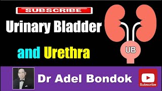 Bladder 12  How the Urinary System Works [upl. by Albrecht827]