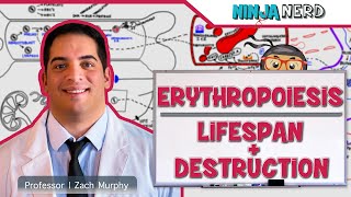 Hematology  Erythropoiesis Lifespan amp Destruction Part 2 [upl. by Nyleve]