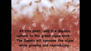 Daphnia  How to grow daphnia in your home [upl. by Johnette78]