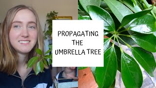 How to Propagate the Umbrella Tree  Schefflera [upl. by Skcirdnek]