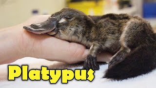 What Is A Platypus 10 Facts about the Platypus [upl. by Rooker74]