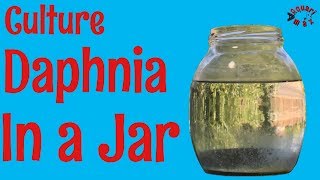 How to Culture Daphnia in a Jar [upl. by Weider458]