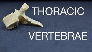 THORACIC VERTEBRAE [upl. by Gnaoh]