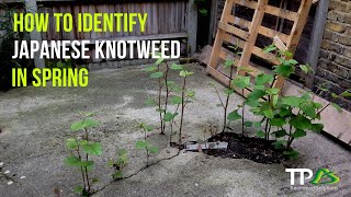 How To Identify Japanese Knotweed In The Spring [upl. by Thaxter]