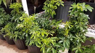 How To Take Care of the Schefflera Arboricola  Donna Joshi [upl. by Belcher]