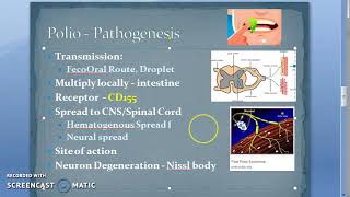 Microbiology 494 b PolioMyelitis Pathogenesis Polio Virus [upl. by Adekahs208]