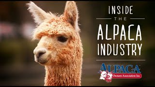 Inside the Alpaca Industry by Alpaca Owners Association Inc [upl. by Zora719]