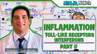 Immunology  Inflammation Toll Like Receptors and Interferons Part 4 [upl. by Aisereht]