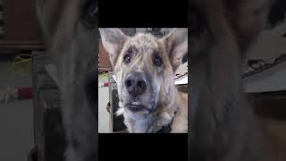 DOGE Dog Funny Talking Dog Tease [upl. by Nydia]