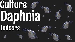 How to Culture Daphnia [upl. by Landry842]