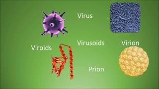 Difference among virus virion viroids virusoids and prions [upl. by Skippie]