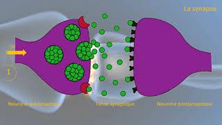 Le fonctionnement de la synapse [upl. by Diogenes]