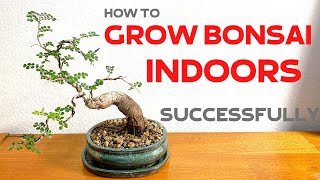 How to grow Bonsai trees indoors successfully [upl. by Aliuqet549]