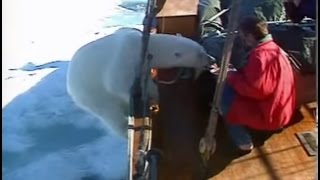 Wild Polar Bear gets too hungry Svalbard [upl. by Ellemaj]