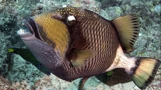 Facts The Titan Triggerfish [upl. by Geraldine]