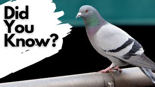 Things you need to know about FERAL PIGEONS [upl. by Ayekat900]