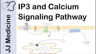 Inositol Triphosphate IP3 and Calcium Signaling Pathway  Second Messenger System [upl. by Tosch]