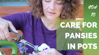 How to Care for Pansies in Pots [upl. by Ardnauq546]