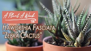 Haworthia fasciata quotZebra Cactusquot Care  A Plant A Week [upl. by Athiste]