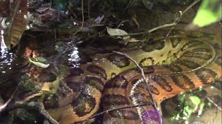 Giant anaconda in the Amazon rainforest  Close encounter [upl. by Genisia]