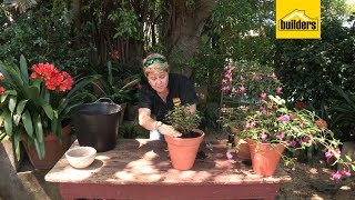 How to Plant Fuchsia Flowers in a Pot [upl. by Adaline]