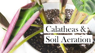 Calatheas amp Soil Aeration [upl. by Igor]