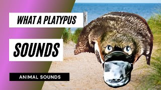 What a Platypus Sounds Like  Animation  mp3 [upl. by Ociral]