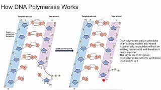 How DNA Polymerase Works [upl. by Corbett]