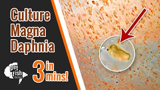 How to culture DAPHNIA MAGNA  The easy way [upl. by Ellasal]