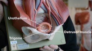 Bladder Anatomy [upl. by Mccomb]