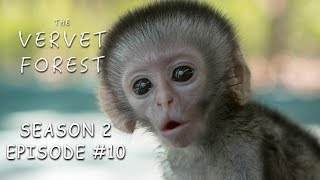 3 Day Old Tiny Orphan Baby Monkey Rescued amp Update On Brain Damaged Baby  Vervet Forest  S2 Ep10 [upl. by Willumsen]