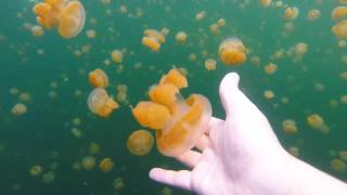 Jellyfish Lake [upl. by Aiym]