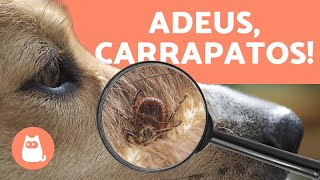 4 remédios caseiros contra CARRAPATOS EM CACHORROS 🔍👾 [upl. by Eirised713]