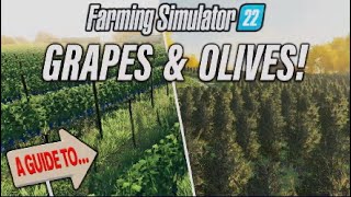 FS22  A GUIDE TO… GRAPES amp OLIVES  Farming Simulator 22  INFO SHARING PS5 [upl. by Seed3]