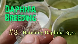 Daphnia Culture made simple and easy 3  Hatching Daphnia eggs [upl. by Hedaza940]