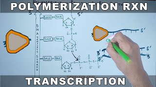 Polymerization Reaction in Transcription  RNA Synthesis [upl. by Knobloch]