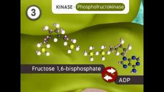 Glycolysis The Reactions [upl. by Chariot]